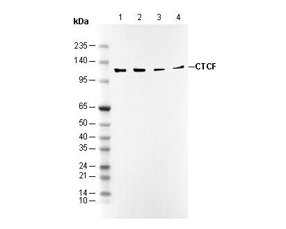 CTCF Antibody