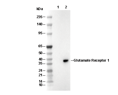 Glutamate Receptor 1 (AMPA subtype) Antibody