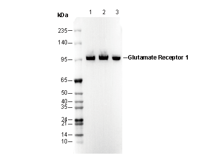 Glutamate Receptor 1 (AMPA subtype) Antibody
