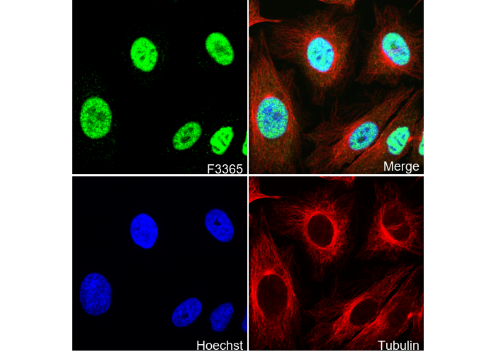 CDK9 Antibody