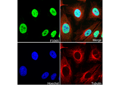 CDK9 Antibody