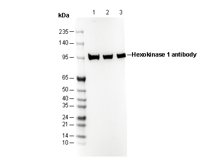 Hexokinase 1 Antibody