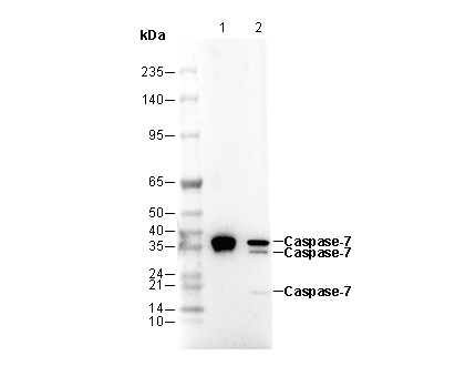 Caspase-7 Antibody