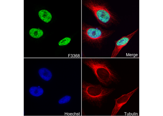 G9a/EHMT2 Antibody