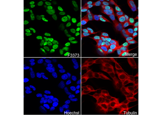 GATA3 Antibody