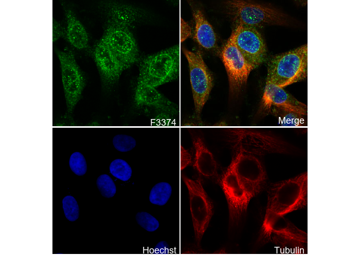 DR5 Antibody