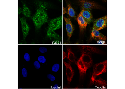 DR5 Antibody