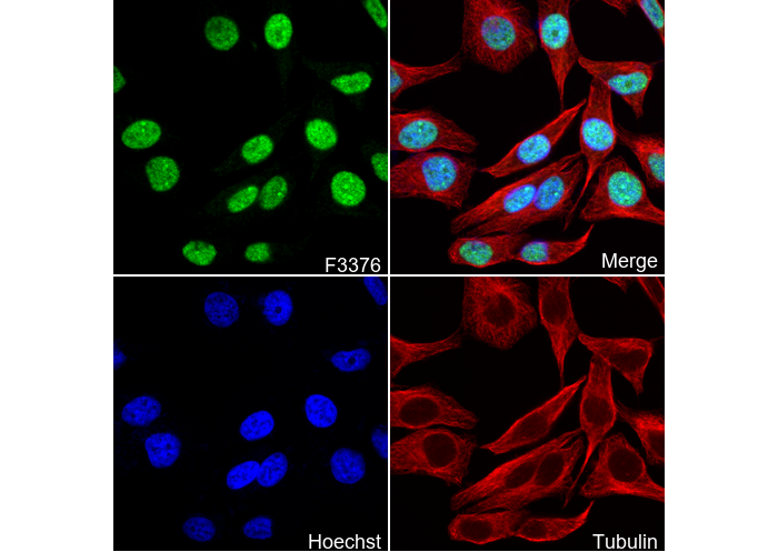 SIRT6 Antibody