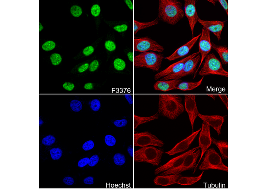SIRT6 Antibody