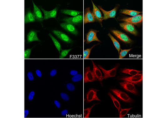 SHP2 Antibody