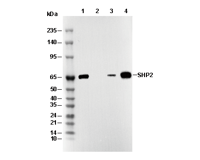 SHP2 Antibody