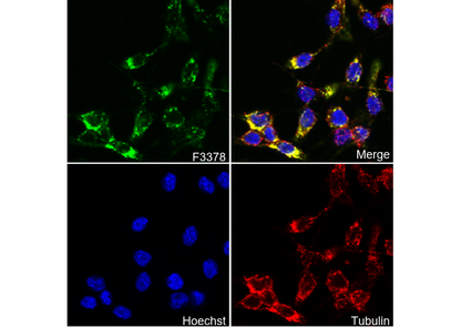 Cathepsin B Antibody