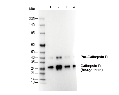 Cathepsin B Antibody
