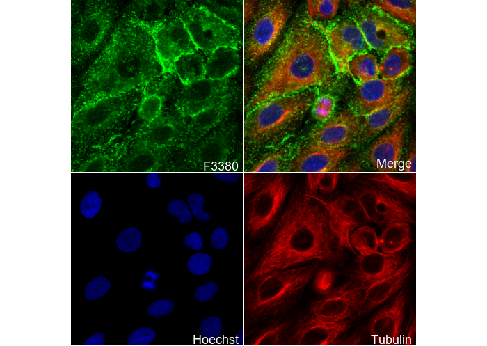 xCT/SLC7A11 Antibody