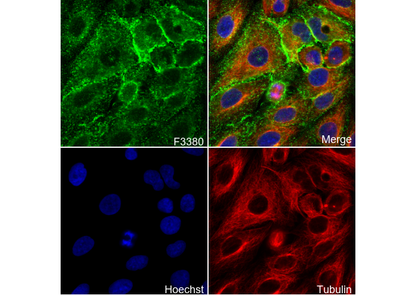 xCT/SLC7A11 Antibody