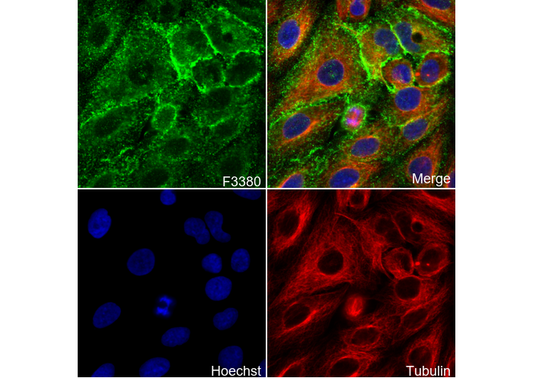 xCT/SLC7A11 Antibody
