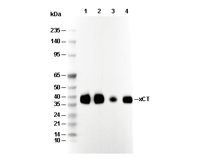 xCT/SLC7A11 Antibody