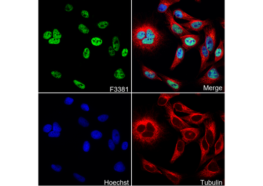 SOX9 Antibody