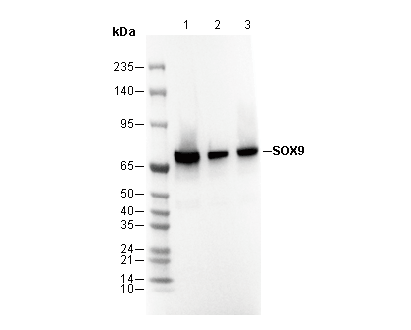 SOX9 Antibody
