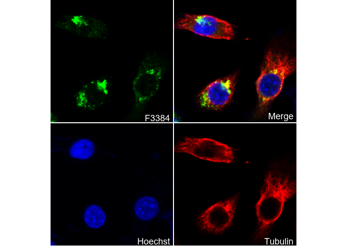 Adiponectin Antibody