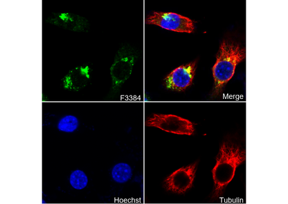 Adiponectin Antibody