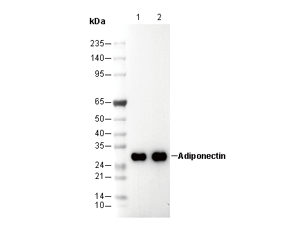 Adiponectin Antibody
