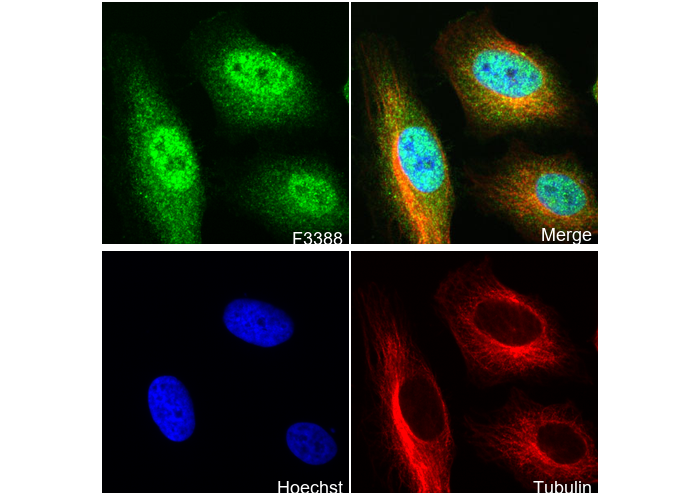 STAT6 Antibody
