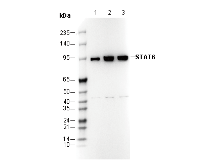 STAT6 Antibody