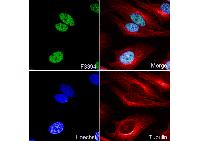 Histone H3 (tri methyl Lys9) Antibody