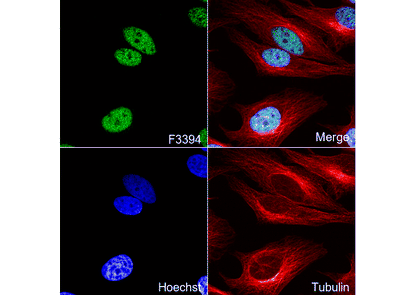Histone H3 (tri methyl Lys9) Antibody