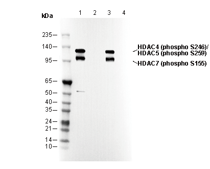 Phospho-HDAC4/5/7 (Ser246/259/155) Antibody