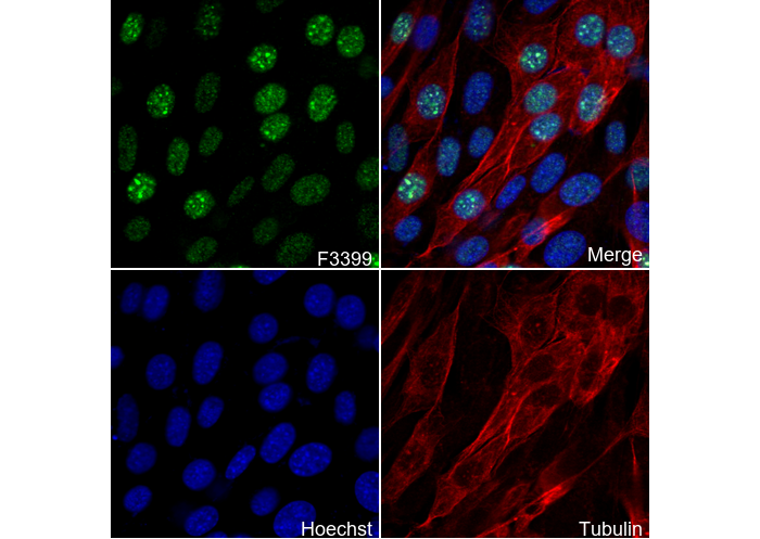 Histone H3 (di methyl Lys36) Antibody