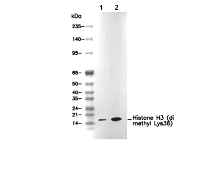 Histone H3 (di methyl Lys36) Antibody