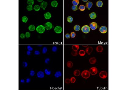N WASP Antibody
