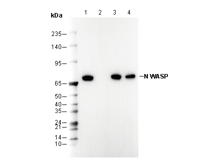 N WASP Antibody