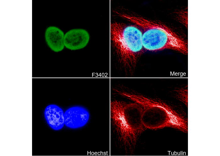 Histone H3 (mono methyl Lys4) Antibody