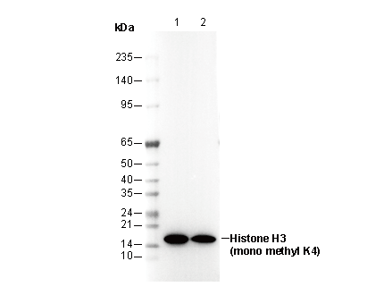 Histone H3 (mono methyl Lys4) Antibody