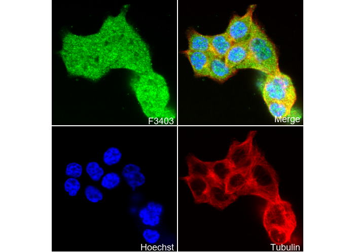 FOXA2 Antibody