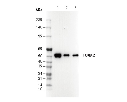 FOXA2 Antibody
