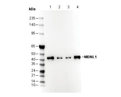 MBNL1 Antibody