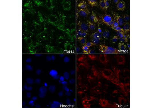 KRIT1 Antibody