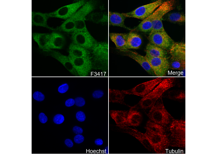 GFPT2 Antibody