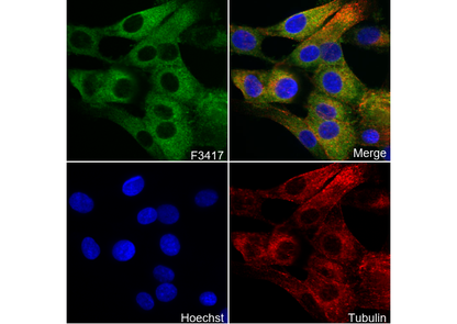 GFPT2 Antibody