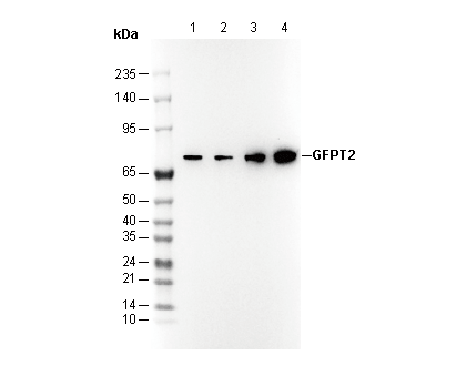 GFPT2 Antibody