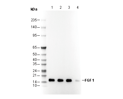FGF1 Antibody