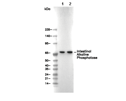 Intestinal Alkaline Phosphatase Antibody