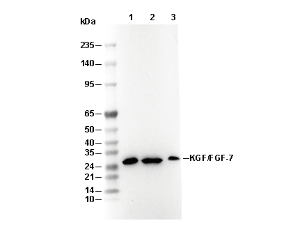 KGF/FGF-7 Antibody