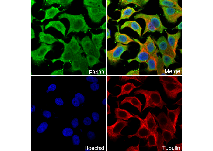 eIF4A3 Antibody