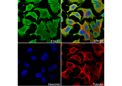 eIF4A3 Antibody