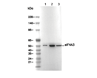 eIF4A3 Antibody